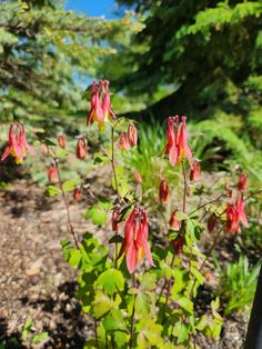 red flowers blooming in the woods on a sunny day