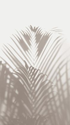 the shadow of palm leaves on a white wall