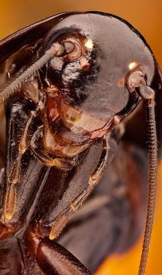 a close up view of a bug with long antennae