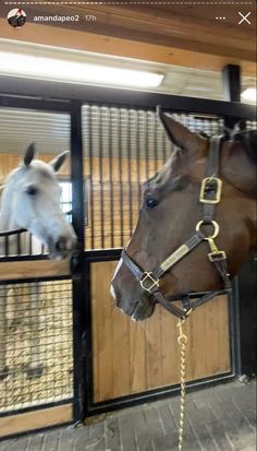 two horses are standing in an enclosed area