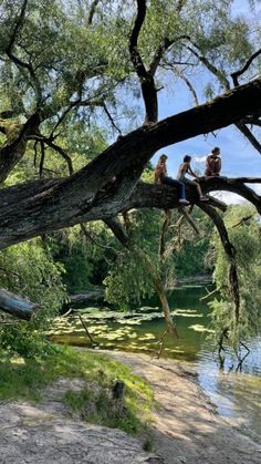 three people sitting on top of a tree next to a river