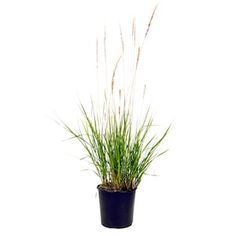 tall grass in a black pot on a white background