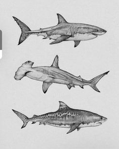 three different types of sharks are shown in this drawing, one is black and white