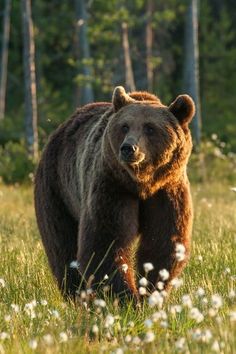 a large brown bear walking across a lush green field with white flowers and trees in the background