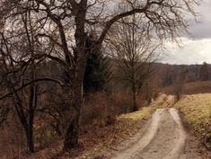 a dirt road in the middle of a field with bare trees on both sides and no leaves on the ground