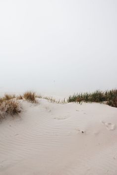 the grass is growing out of the sand on the beach in the foggy day