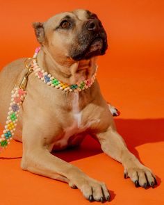 a brown dog laying on top of an orange floor wearing a beaded collar and necklace