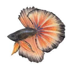 a drawing of a siamese fish with orange and blue stripes on it's tail