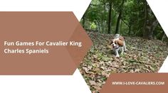 a dog is walking through leaves in the woods with text that reads fun games for cavalier king charles spaniels