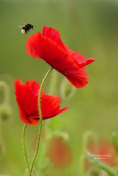 two red flowers with a bee on the top one and another flower in the background