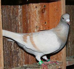 a pigeon standing on top of a wooden box