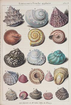 an old book with different types of seashells