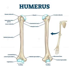 the bones of the lower limbs and upper limbs are labeled in this diagram, with labels on each side