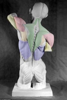 the back view of a human figure with muscles highlighted in pastel colors, on a white marble base