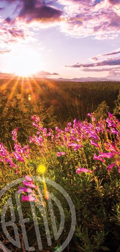 the sun shines brightly over some wildflowers in an open field at sunset