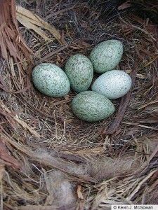 four eggs in a nest on the ground