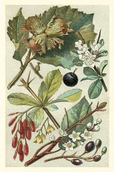 an illustration of leaves and berries on a white background