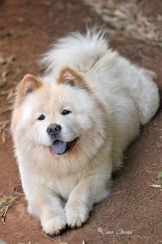 a white and brown dog laying on the ground with its tongue hanging out looking at the camera