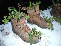 two brown boots with plants growing out of them