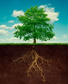 an image of a tree with roots in the ground and sky above it that has clouds