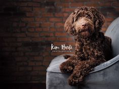 a brown dog sitting on top of a gray chair next to a brick wall and floor