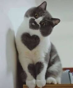 a black and white cat sitting on top of a wooden shelf next to a wall