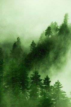 an instagram with trees and fog in the background