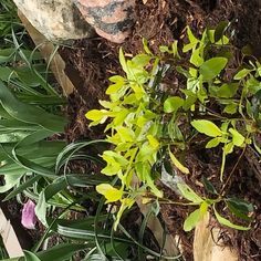 a plant with green leaves growing out of the ground next to some rocks and dirt