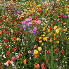 a field full of different colored flowers