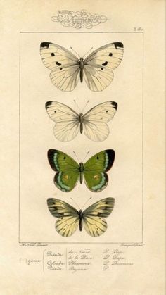 three butterflies with different markings on them, one green and the other white in color