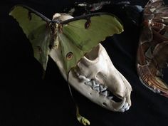 a large green moth sitting on top of a white animal's head next to a snake skin mask