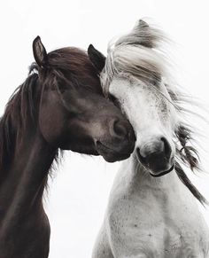 two horses standing next to each other near one another