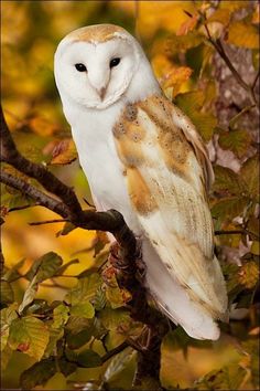 an owl sitting on top of a tree branch