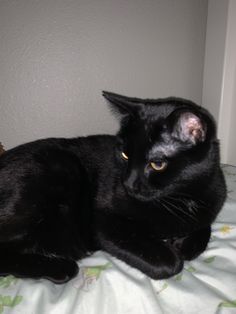 a black cat laying on top of a bed