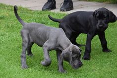 two black dogs playing with each other in the grass