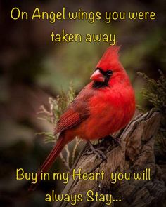 a red bird sitting on top of a tree branch with an inspirational quote below it