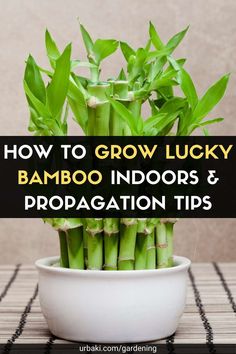 how to grow lucky bamboo indoors and propagation tips