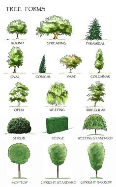 the different types of trees and shrubs are shown in this drawing, which shows how to draw