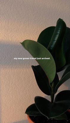 there is a potted plant with leaves on the table next to a wall that says, my new friend just arrived