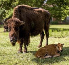 an adult bison standing next to a baby buffalo laying on the ground in a grassy field