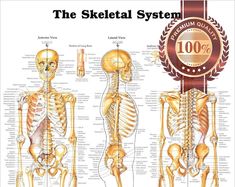 the skeletal system is shown with labels and diagrams for each skeleton, including the lower body