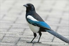 a blue and white bird standing on top of a brick floor next to a sidewalk