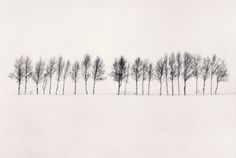 black and white photograph of trees in the snow with no leaves on one tree line