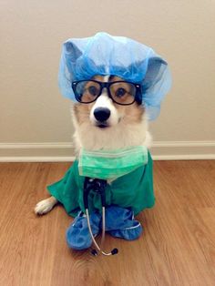 a small dog wearing glasses and a blue surgical cap sits on the floor in front of a wall