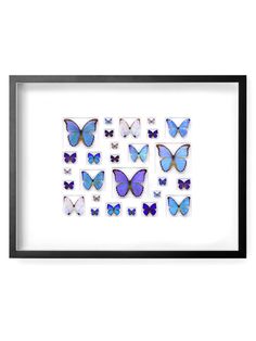 framed blue and purple butterflies on white background