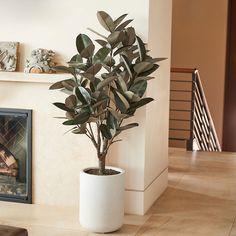 a potted plant sitting in front of a fireplace