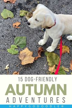 a white puppy is standing on the ground with leaves around him and text reads, 15 dog - friendly autumn adventures