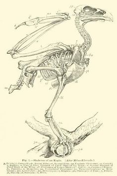 an image of a bird skeleton with its legs and head in the shape of a human body