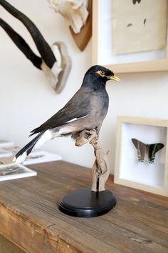 a bird sitting on top of a piece of driftwood next to some framed pictures