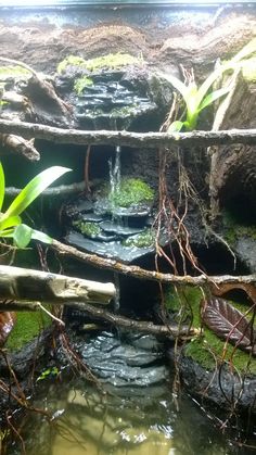 the water is running through the rocks in the pond, and there are plants growing out of it